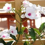 Son Granot Rural Hotel Es Castell (Menorca)