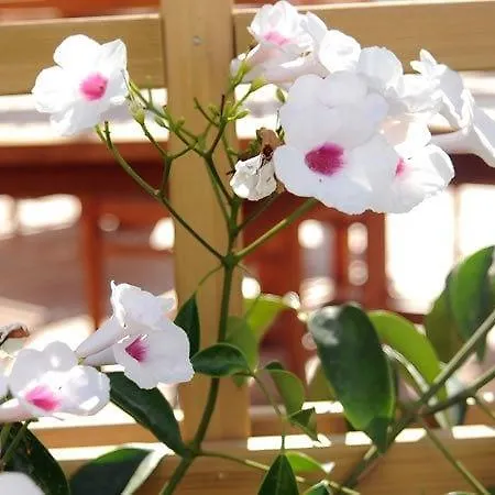 Son Granot Rural Hotel Es Castell (Menorca)