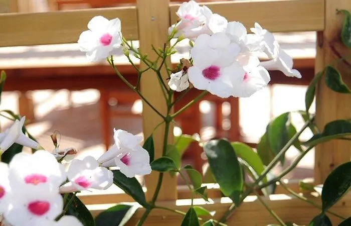 Son Granot Rural Hotel Es Castell (Menorca)